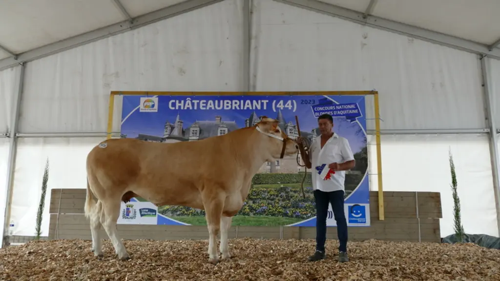 Ovidie (Illico/Ludmila), à la SCEA Sazy élevage (82) est prix de synthèse viande femelle pour sa finesse exceptionnelle, sa longueur de cuisse et sa p