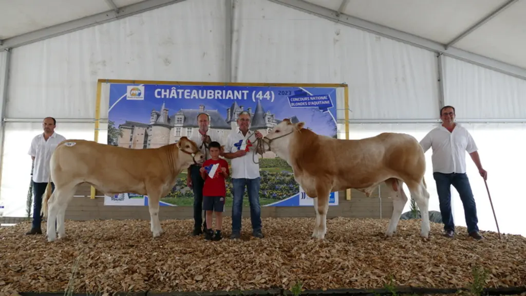 Tchikita (Latino/Optimale) du Gaec Blondilait (44) est championne jeune pour sa longueur, son dessus remarquable, son très joli bassin.  Elle a aussi