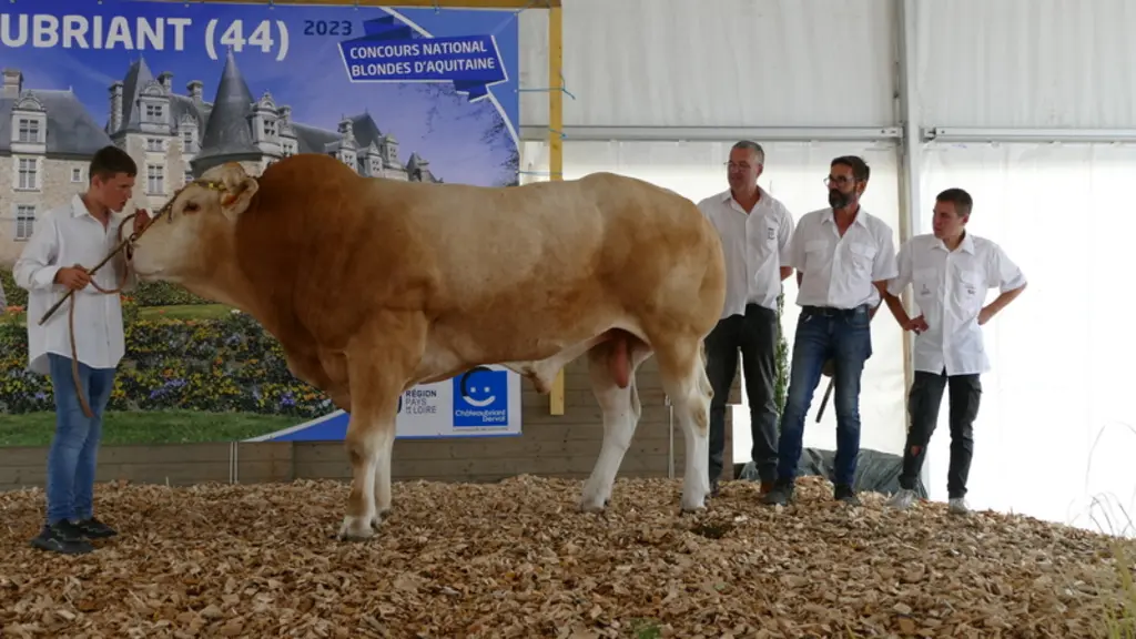 Sinatra (Narcos/Melopée), taureau en copropriété au Gaec Sainte-Pauline et au Gaec des Fleuriais (44) est le champion espoir.