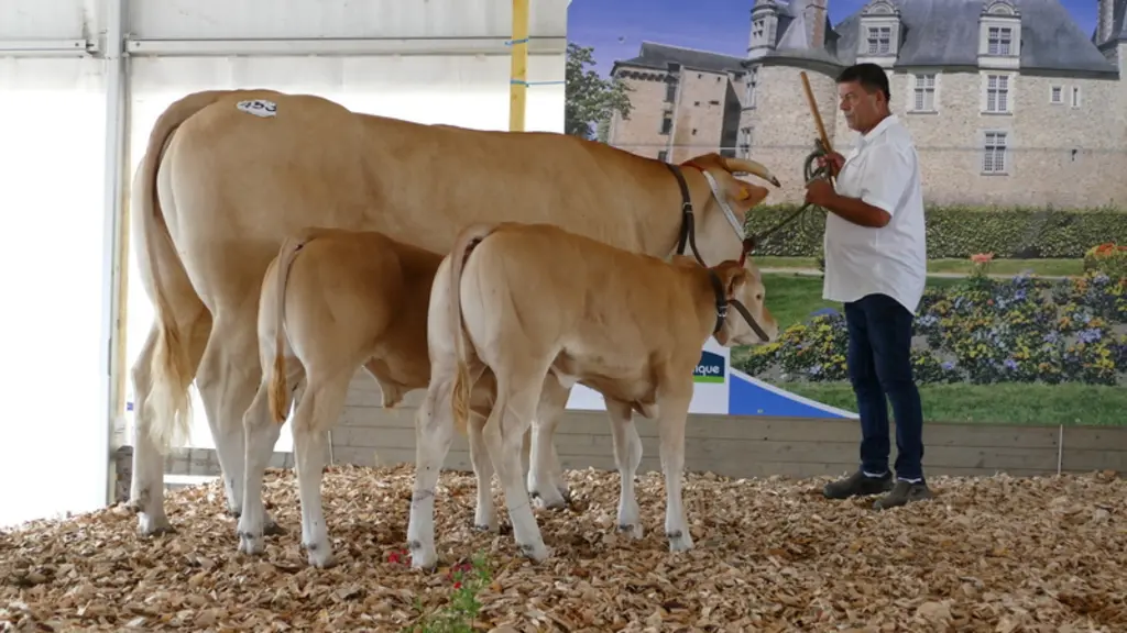 Rokepine (Horfe/Feline), avec ses deux jumeaux, à la SCEA Sazy élevage (82) est la championne espoir femelle, notamment pour sa finesse d’os, sa recti