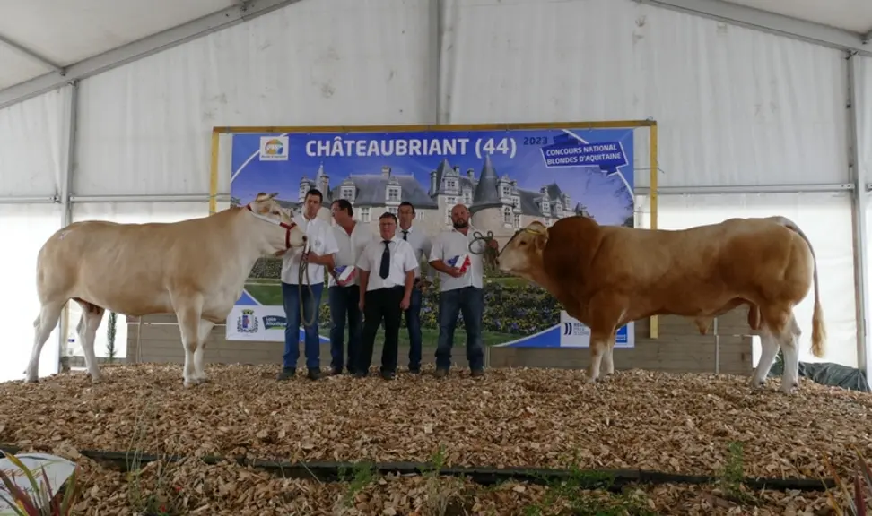 Odelys (Imola/Jouvence) au  Gaec Plante Moulet (81), championne femelle adulte a été qualifiée de vache exceptionnelle, avec un gros bassin et de la f