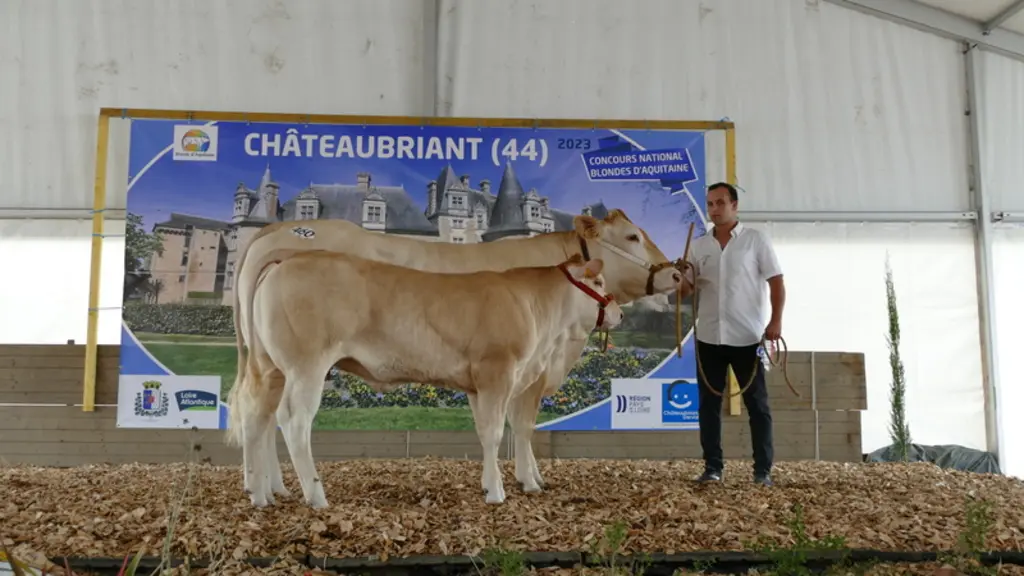 La championne femelle suitée et championne suprême est Redondante (Horfe/Ikreine) à la SCEA Sazy élevage (82). Elle reçoit ces distinctions pour sa fr