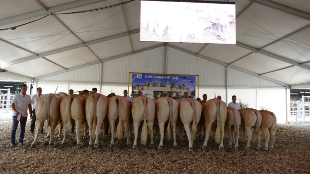 Les juges se sont dits “émerveillés” par les animaux présentés par la SCEA Sazy, tous nés dans l’élevage. Ils en soulignent la grande homogénéité.