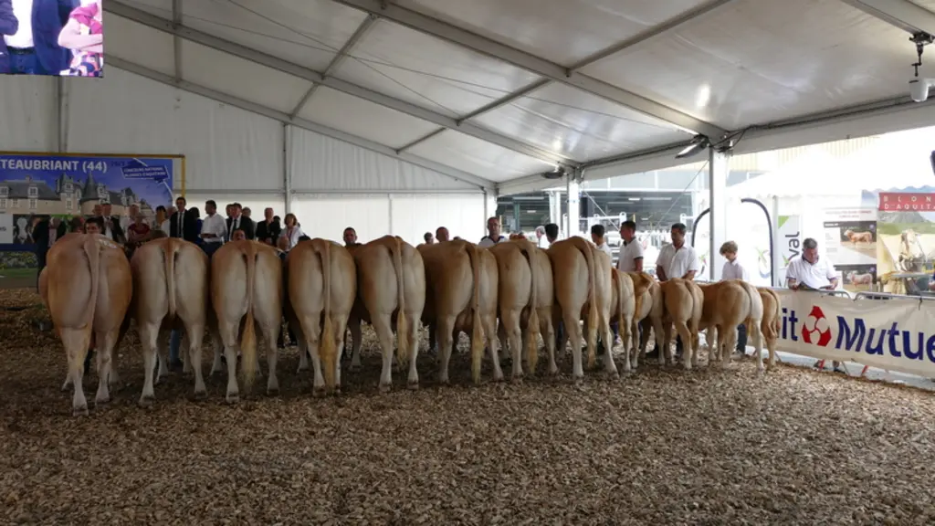 Le prix d’ensemble récompense un lot d’animaux qui vient d’une seule exploitation, mais qui ne sont pas tous nés sur l’exploitation. Pour l’homogénéit