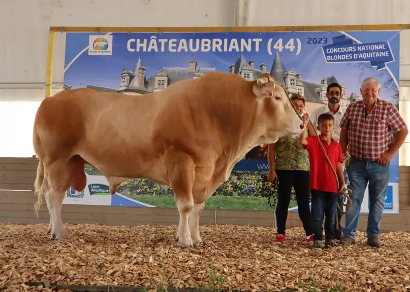 Prince, top prince de cette vente, a été adjugé 13 800 € au Gaec des Jacquards en Gironde.