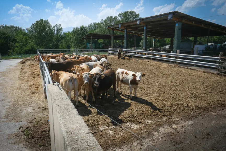 Un lot de broutards à la ferme de Joseph Altemiras, basé en Cerdagne. Une partie de ses achats provient de l’Hexagone, dont il apprécie les qualités d