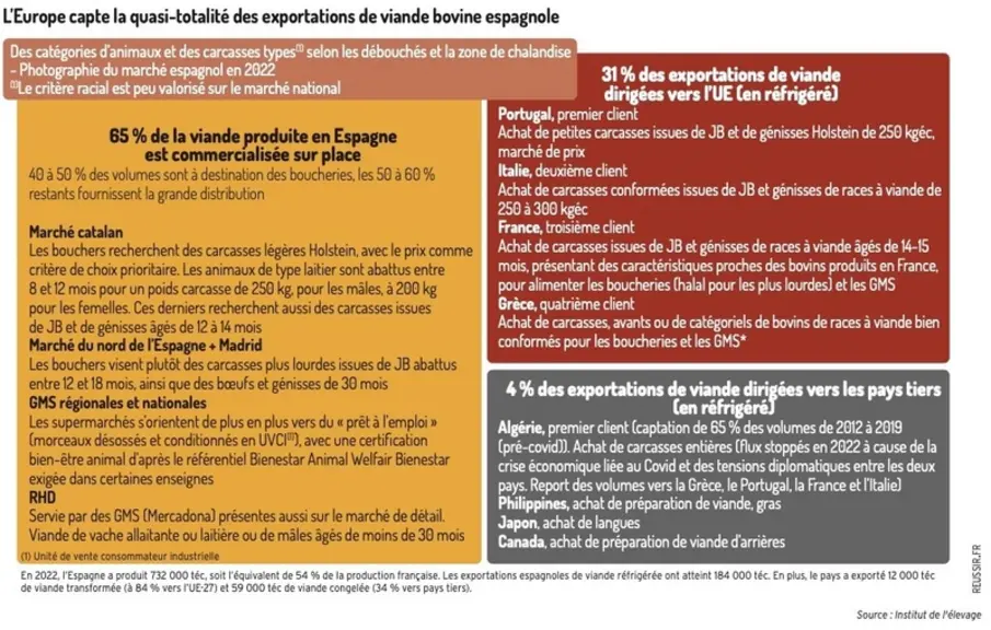 Les solutions de la filière bovine espagnole face à la crise