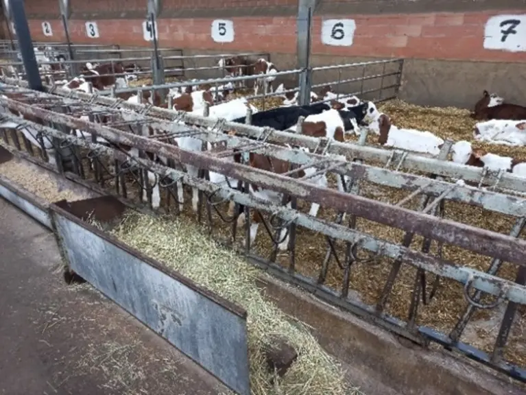 En activité principale (50 % des fermes), les éleveurs engraissent 1 000 à 5 000 bovins jeunes, au rythme d’un lot par an, réparti entre plusieurs bât