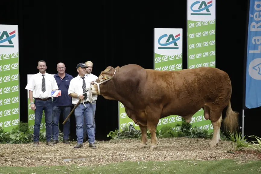 Riesling, du Gaec Camus Père & Fils (87), remporte le prix de championnat mâle 2023 et le prix d'honneur mâle adulte. Ce taureau né en 2020 était selo