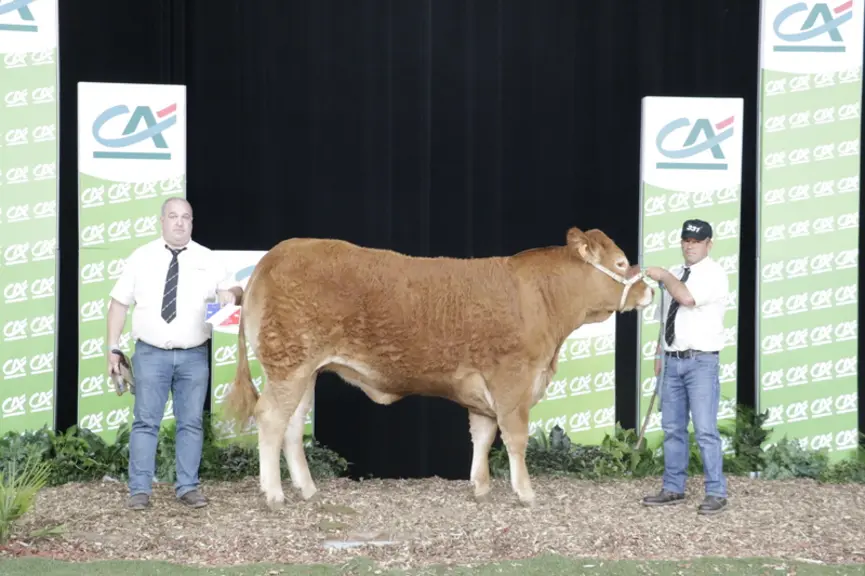 Ségolène, du Gaec Camus Père & Fils (87), remporte le challenge de l'espérance femelle. Le juge a été séduit par la viande qu'elle porte dans son quar
