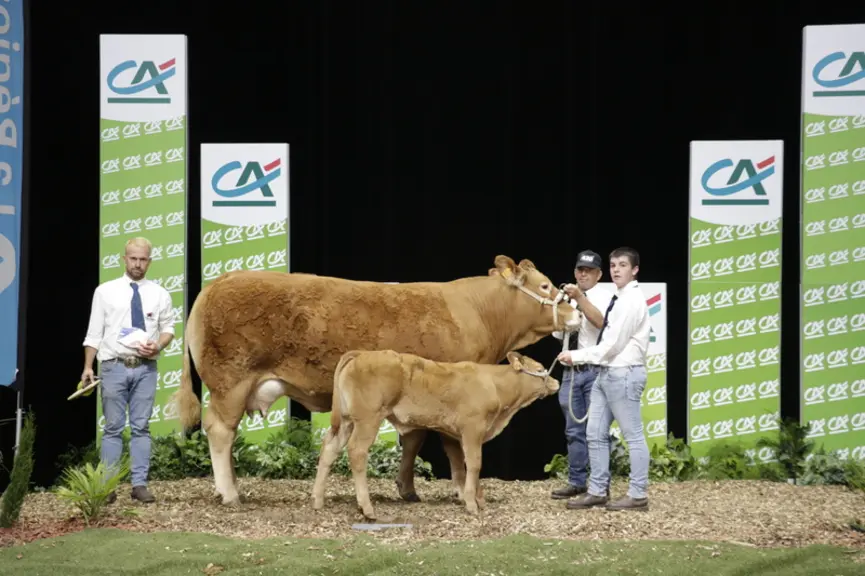 Pétale, du Gaec Camus Père & Fils (87), remporte le prix d'honneur jeune femelle. Cette femelle de quatre ans, accompagnée de sa suite Unic, s'est dis