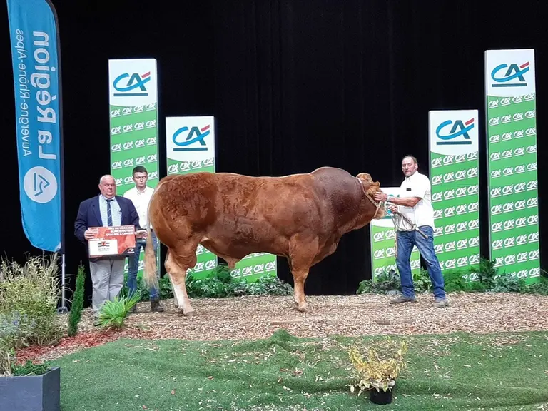 Océan, de l'EARL Hérisson (72), est nommé meilleur reproducteur qualifié sur descendance (top 1 % de la race en génétique). Il est doté d'une morpholo