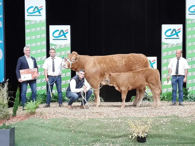 Poucette, du Gaec Camus Père & Fils (87), est la meilleure reproductrice qualifiée RRE (top 1 % de la race en génétique). Cette jeune vache suitée est