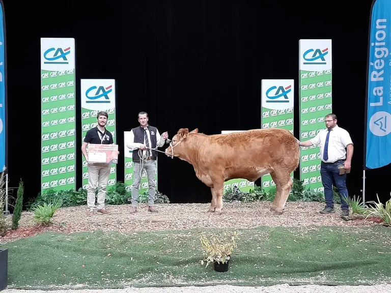 Sandra GP, du Gaec Guillot-Patureau (36), décroche le prix meilleure jeune femelle en qualités bouchères. De type précoce, elle présente des morceaux