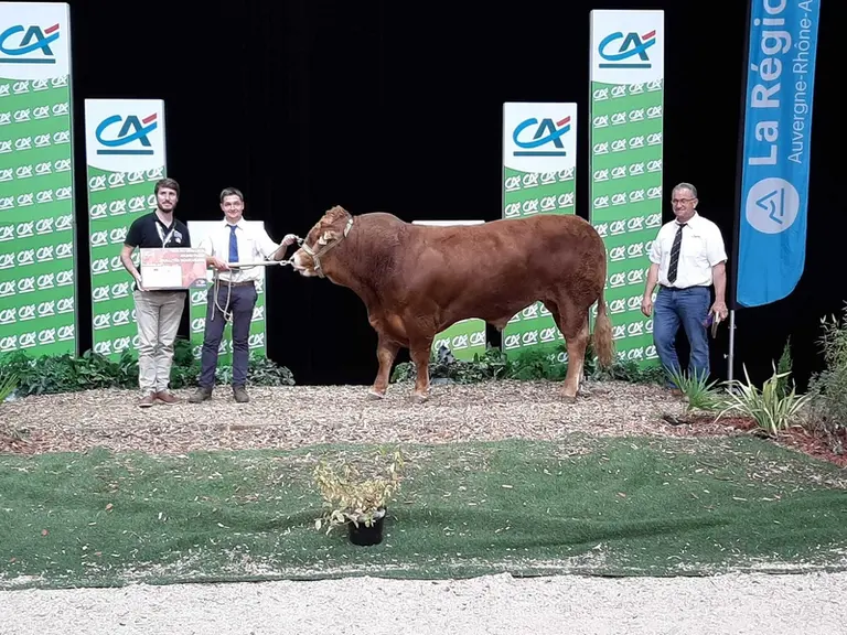 Sauveur, du Gaec Dublanc / Gaec Thibaud (87), finit meilleur jeune mâle en qualités bouchères. Ce taureau d'un peu plus de deux ans, très soudé dans s