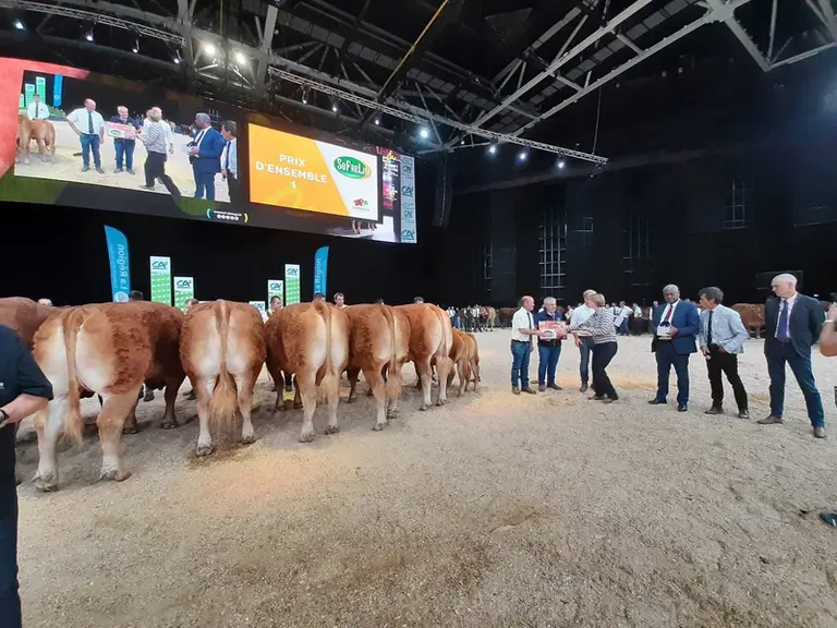 Le prix d'ensemble est décerné au Gaec Camus Père & Fils (87). Les animaux représentent parfaitement les standards morphologiques de la race, avec de