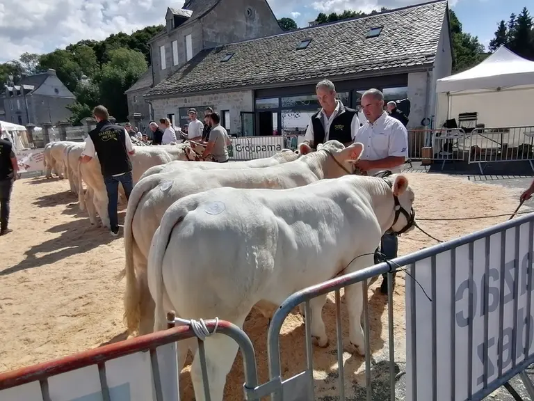 Christophe Gardes (à droite) participe tous les ans au concours charolais régional à Nasbinals en Lozère.