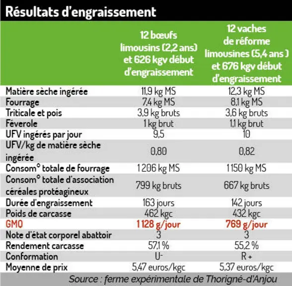 En qualité de viande, les bœufs n’ont rien à envier aux vaches de réforme