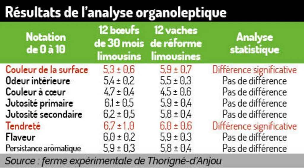 En qualité de viande, les bœufs n’ont rien à envier aux vaches de réforme