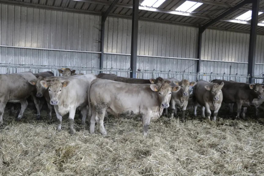 Un lot de génisses changus à l'engraissement chez Laurent et Rémi Mathiaux, âgées de 1 an et 8 mois en moyenne.