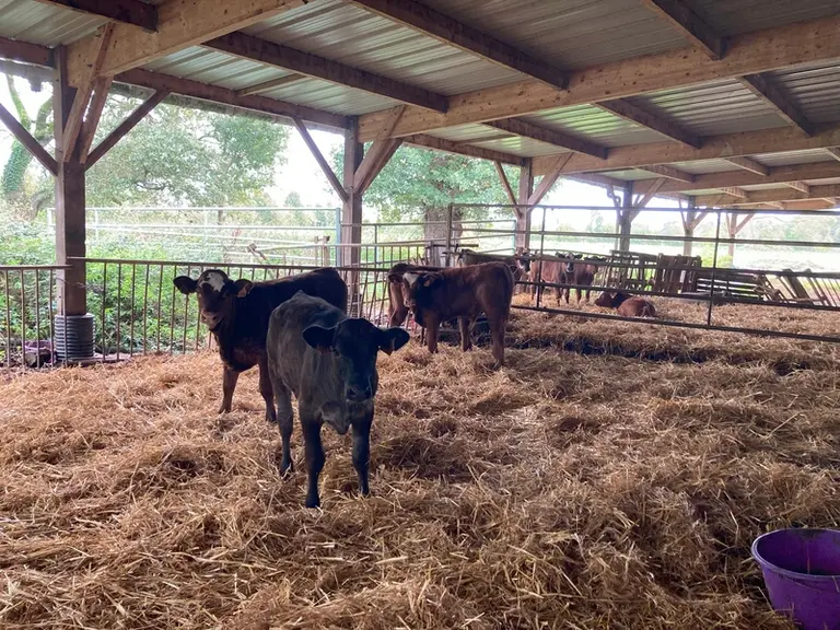 Les veaux produits peuvent être issus de normande, simmental, montbéliarde ou holstein croisées avec du charolais ou du limousin.
