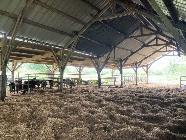 Les veaux ont accès à l’aire paillée centrale des vaches pour la tétée, sans qu’elles ne soient ni attachées ni mises au cornadis.