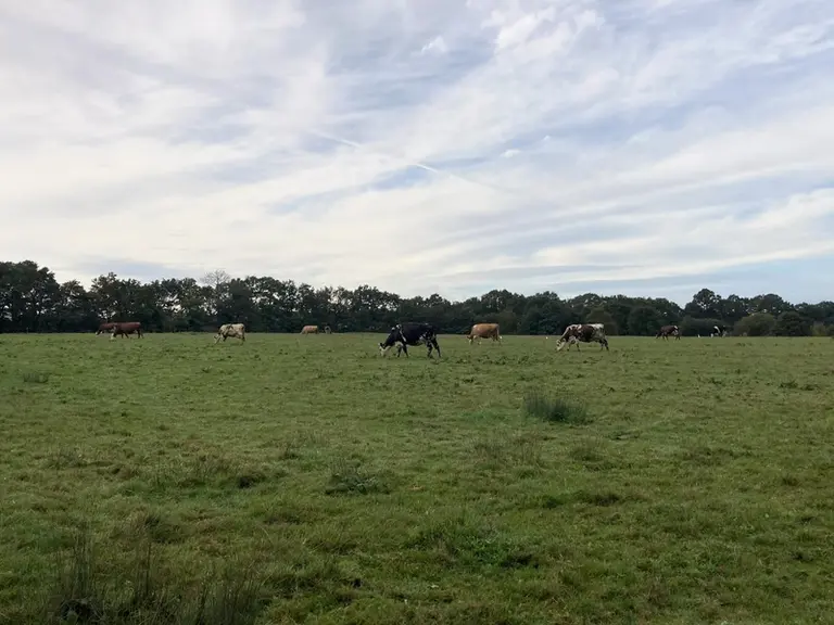 Les vaches paissent toute l’année sur les prairies humides autour de l’exploitation.