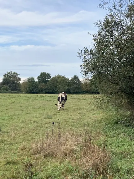 Toute l’alimentation est produite sur l’exploitation avec un maximum de pâturage pour les vaches.