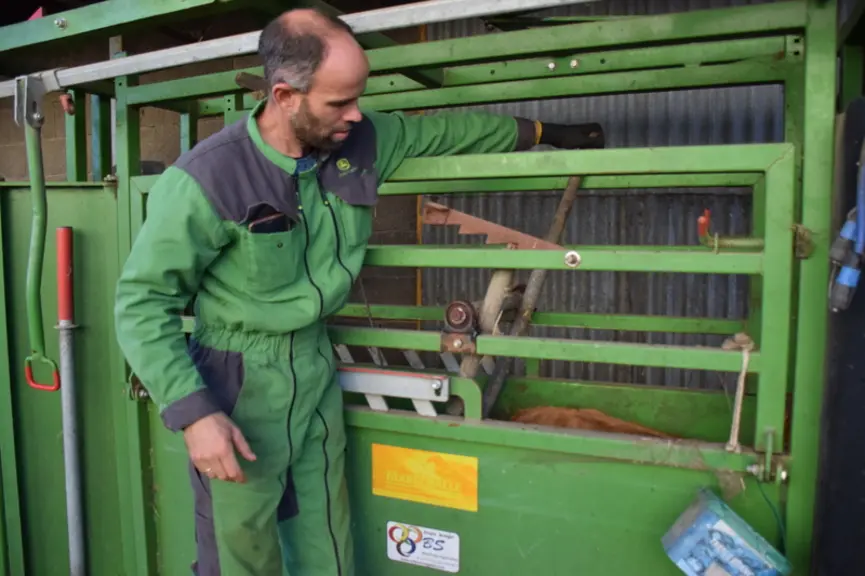 Une seule cage pour les gros bovins et les veaux
