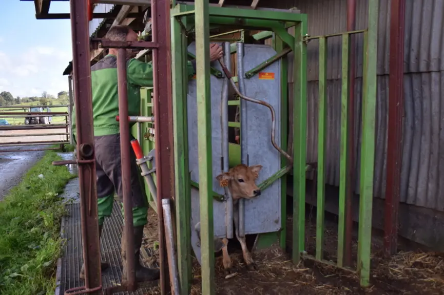 Une seule cage pour les gros bovins et les veaux