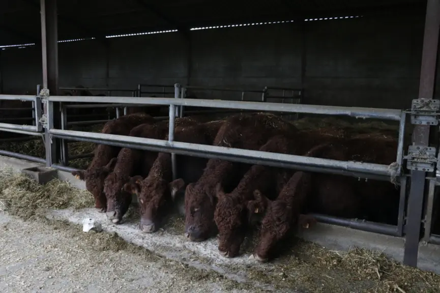 Ayant davantage de difficultés à trouver des plus-values sur les vaches de réforme engraissées, les éleveurs ont abaissé le cheptel de vingt têtes pou