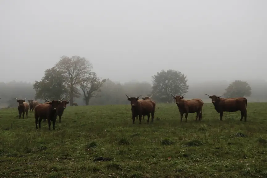 L’année 2023 s’achève avec un déficit de 8 % de la pousse d’herbe