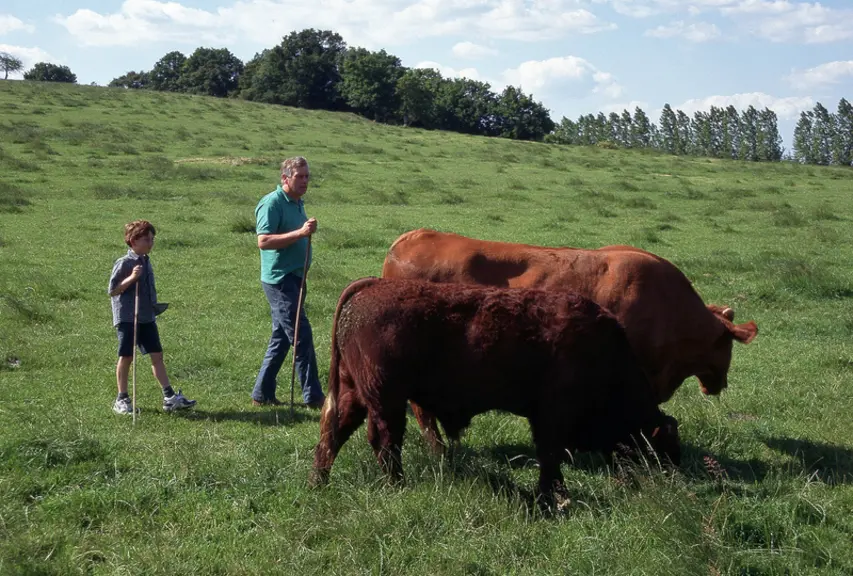 Bovins viande / Paul Poncin, éleveur, surveillant ses taureaux salers, muni d'un bâton/ Père et fil ? Transmission du savoir-faire	/ exploitation / fa