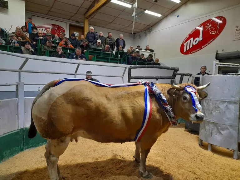 concours animaux de boucherie Guerlesquin
