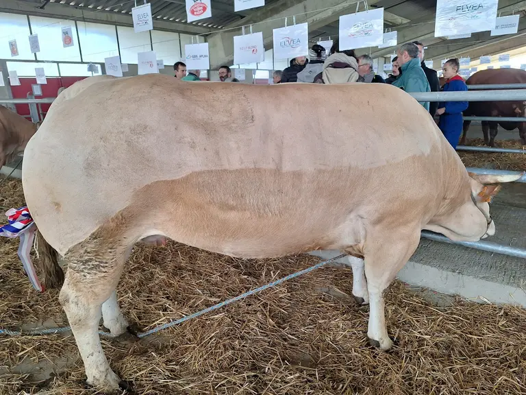 concours animaux de boucherie Hauts de France