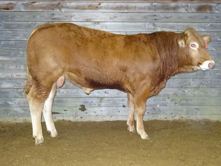 vente aux enchères jeuen taureau limousine