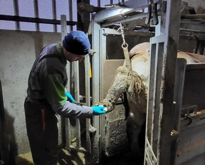 parage fonctionnel des pieds bovins