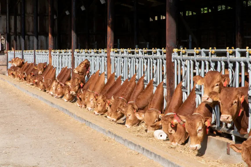 station évaluation reproducteurs limousine
