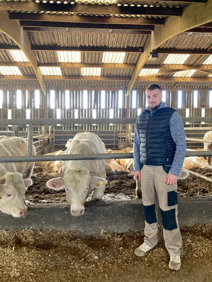jeunes bovins charolais boiteries morbihan bretagne