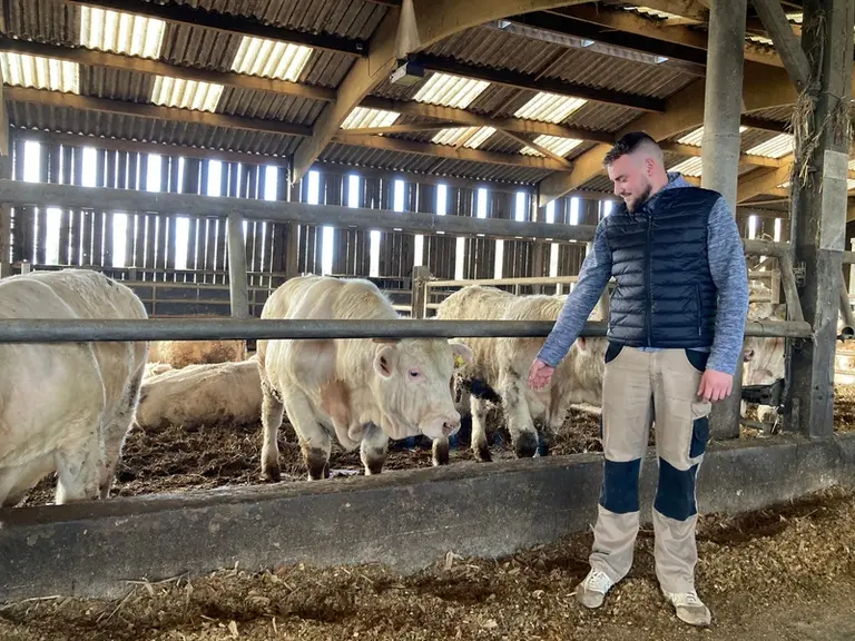 jeunes bovins charolais boiteries morbihan bretagne