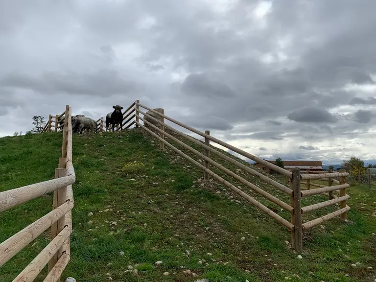 Taureaux de race gasconne des Pyrénées, station PEPIRAG Ariège