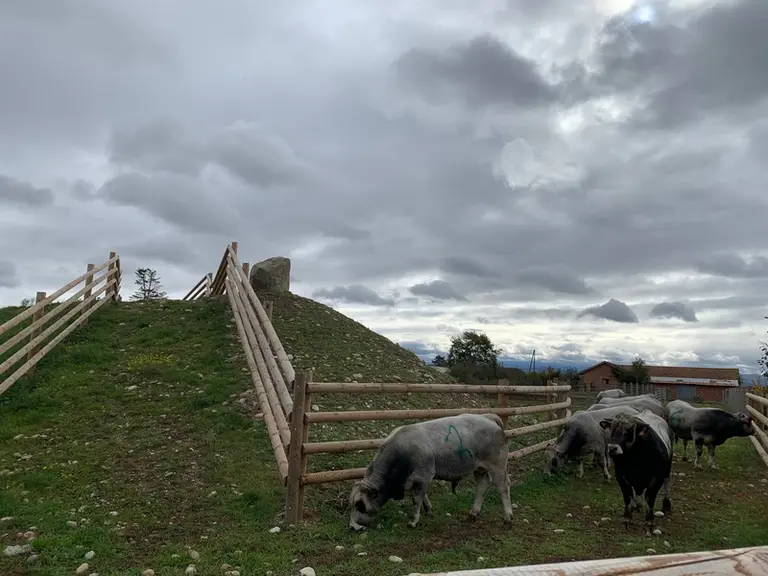 Taureaux de race gasconne des Pyrénées, station PEPIRAG Ariège