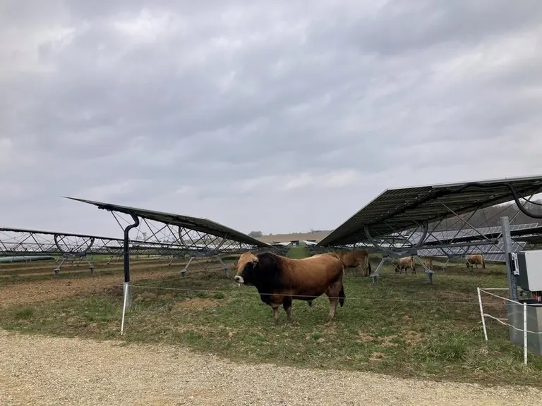 Vaches suitées et taureau de race aubrac panneaux agrivoltaïques
