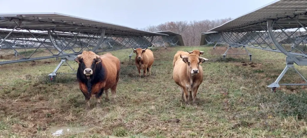 Vaches suitées et taureau de race aubrac panneaux agrivoltaïques