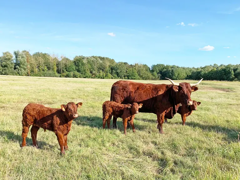 vache salers au pré