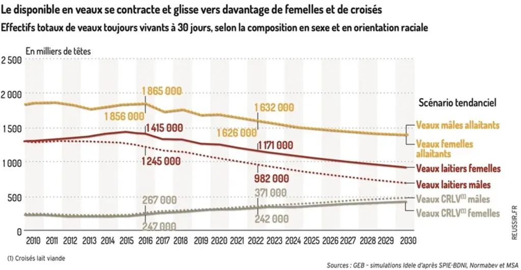 Graphique : Le disponible en veaux se contracte et glisse vers davantage de femelles et de croisés - Effectifs totaux de veaux toujours vivants à 30 jours, selon la ...