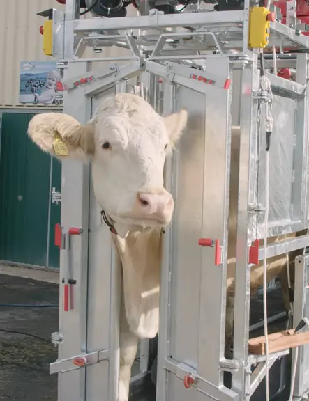 Le choix du type de porte autobloquante va dépendre des animaux, s'ils sont cornés ou non et selon leurs habitudes de contention.