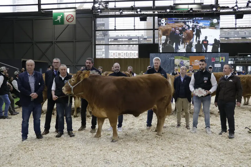 vaches limousines salon de l'agriculture 