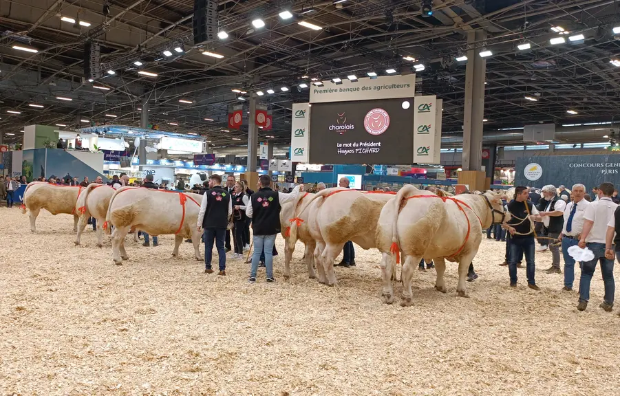 concours charolaise salon de l'agriculture 2024