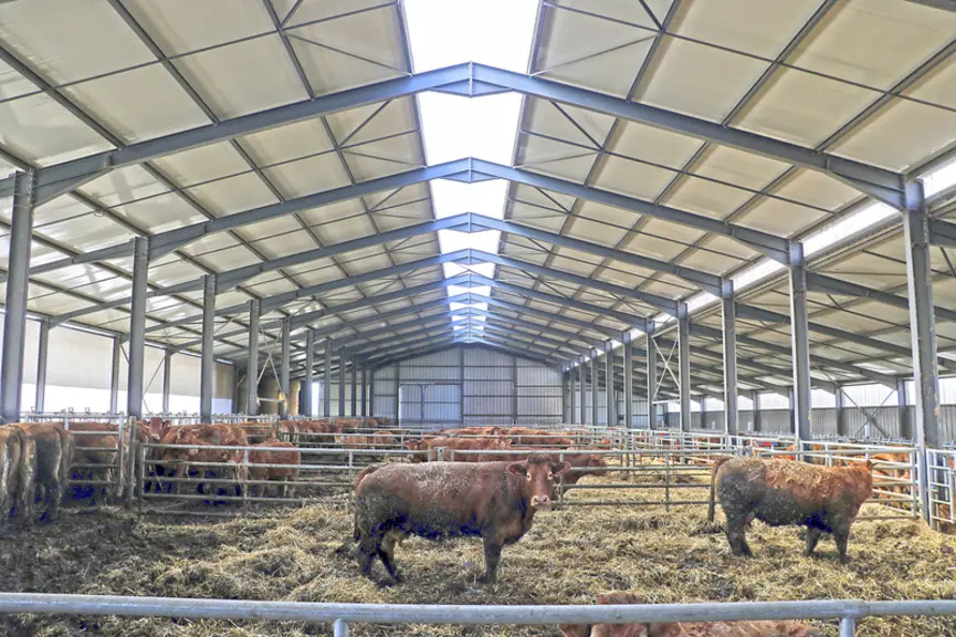 Stabulation aire paillée avec stockage fourrage élevage vaches limousines en Haute-Loire